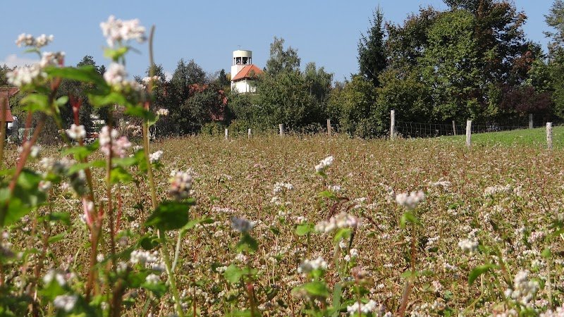 Župnijska cerkev Marijinega vnebovzetja - dodatna slika